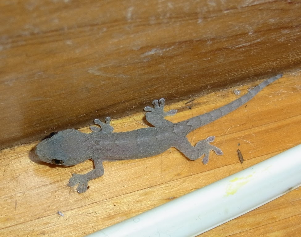 昆虫親父日記 8月3日、我が家にヤモリ